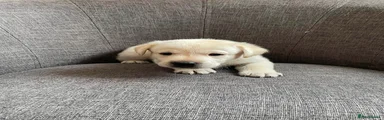 Labrador Retriever 2