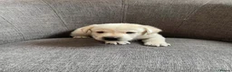 Labrador Retriever dogs for sale: Labrador Puppies  - Advert 9
