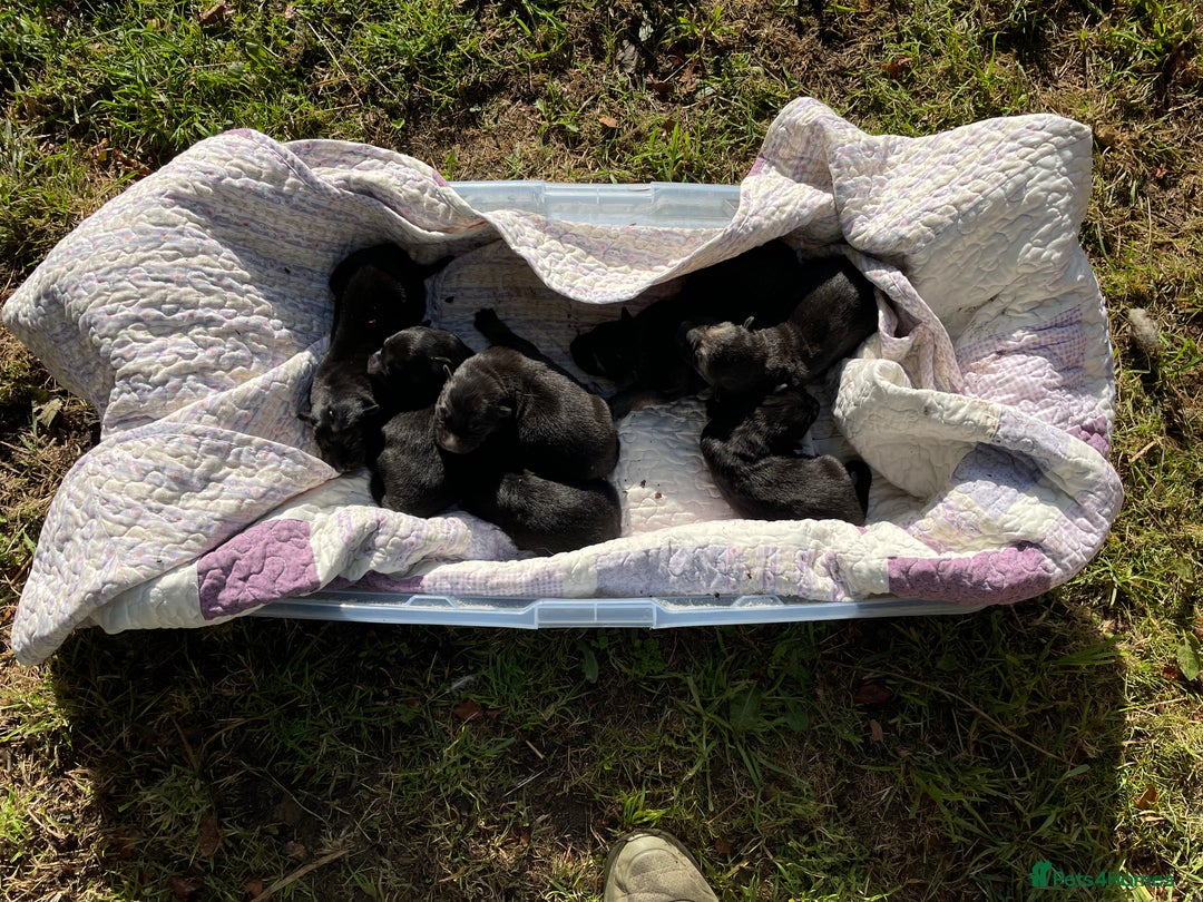 German Shepherd dogs for sale: German Shepherd pups - Image 3