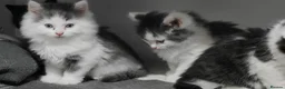 Mixed Breed cats for sale: 🐾 Adorable fluffy Kittens–Ready to leave now.🐾  - Advert 7