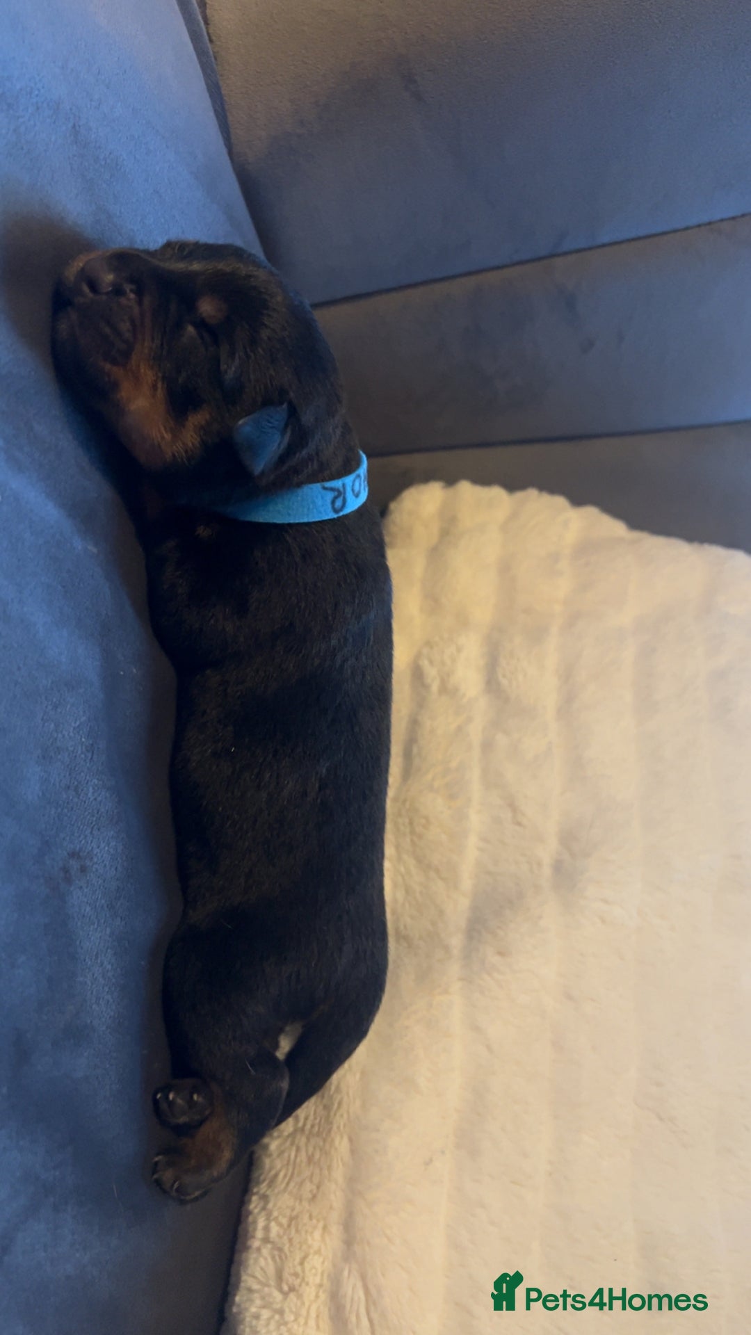 Rottweiler dogs for sale: 9 purebred Rottweiler puppies for sale - Advert 5