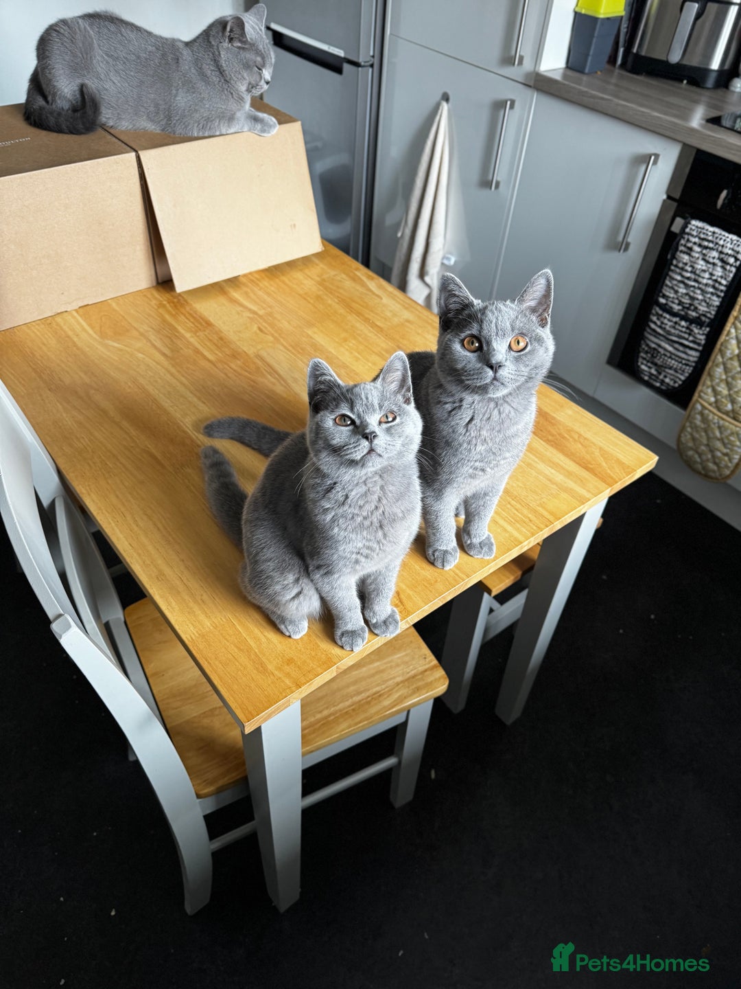 British Shorthair cats for sale: Adorable British Shorthair Kittens Family-Friendly - Advert 12