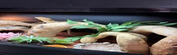Bearded Dragon reptiles for sale: Bearded dragon in Mansfield - Advert 5