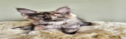 Maine Coon cats for sale: Stunning Maine Coon kittens  - Advert 2