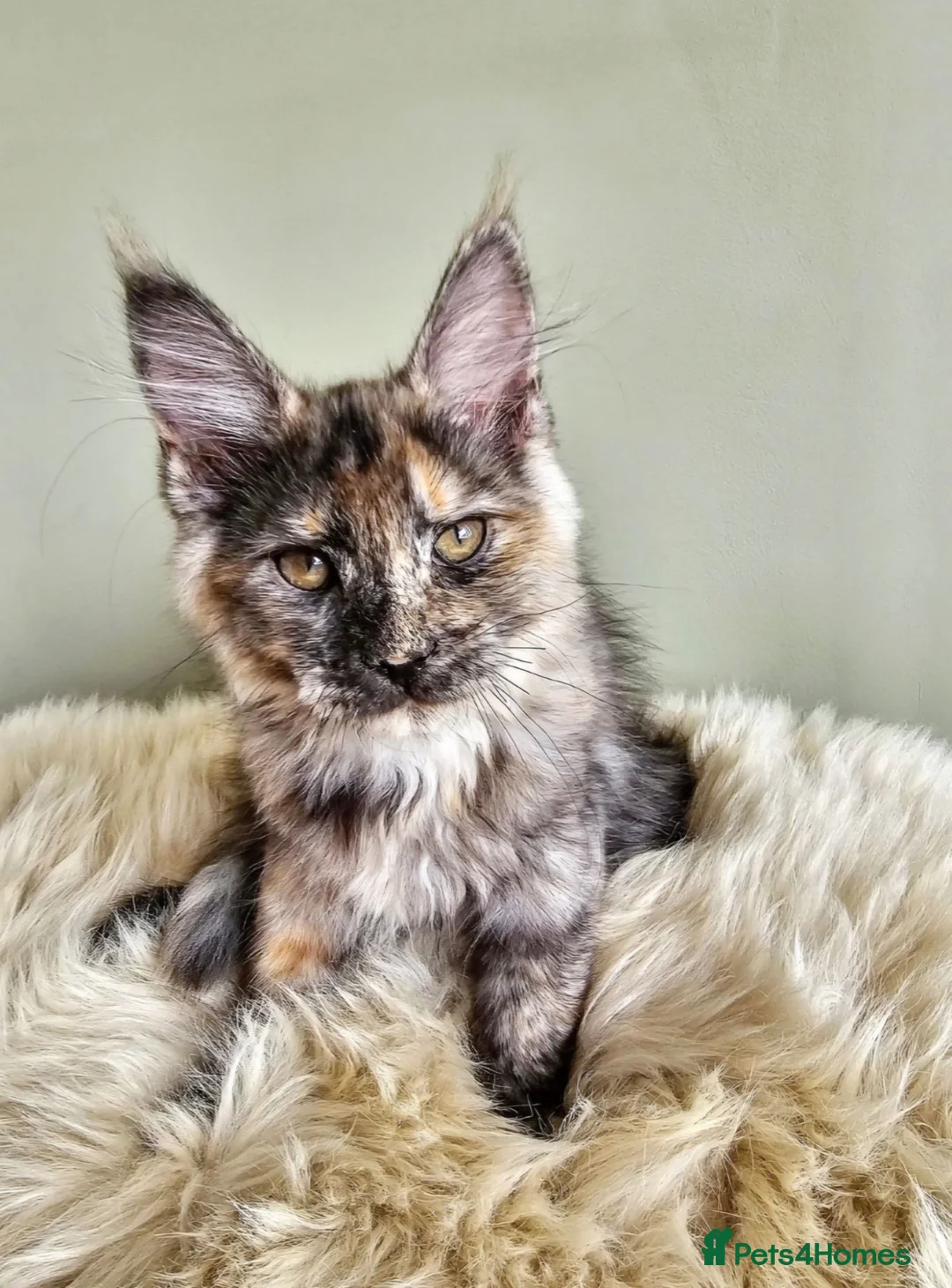 Maine Coon cats for sale: Stunning Maine Coon kittens  - Advert 2