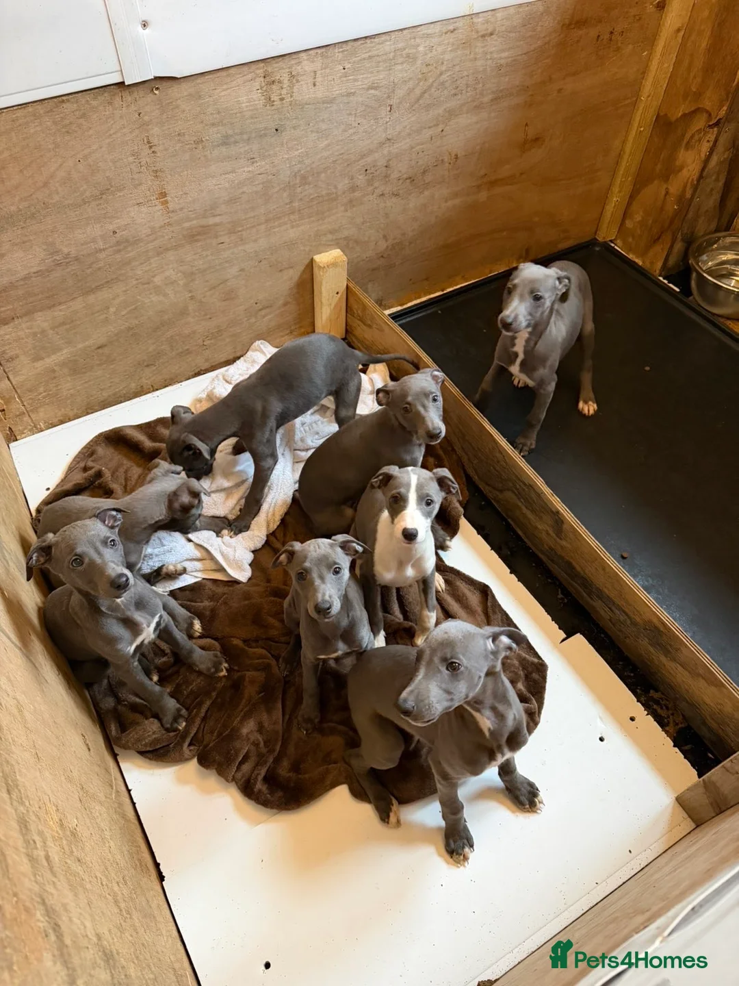 Whippet dogs for sale: Blue whippets in Rhyl - Advert 3