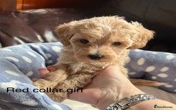 Cavachon dogs for sale: Super friendly, Litter trained Cavapoochon’s - Image 22