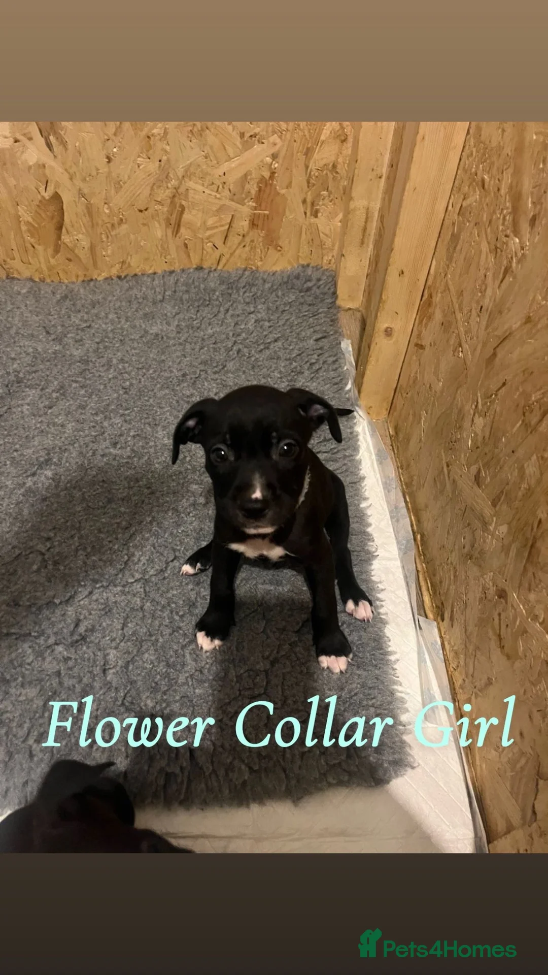 Mixed Breed dogs for sale: 2 Lurcher x Staffy pups left - READY TO LEAVE! - Advert 20