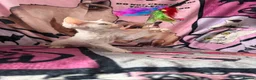 Devon Rex cats for sale: Devon Rex Kittens – Two Boys & One Girl ❤️ - Advert 14