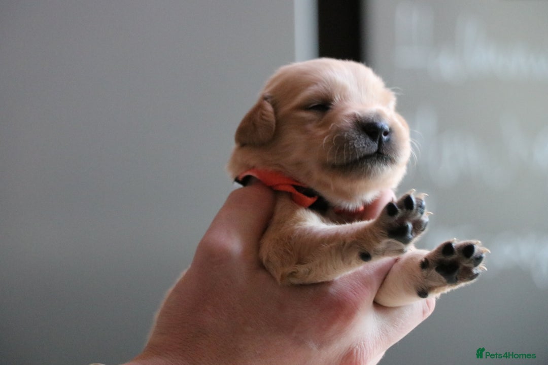 Golden Retriever dogs for sale: LITTLE BUNS - Advert 27