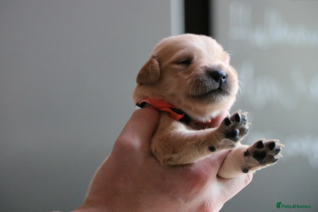 Golden Retriever dogs for sale: LITTLE BUNS - Advert 23