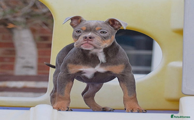 English Bulldog dogs - Advert 1