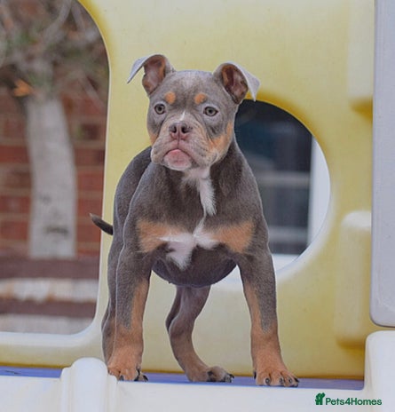 English Bulldog dogs - Advert 15