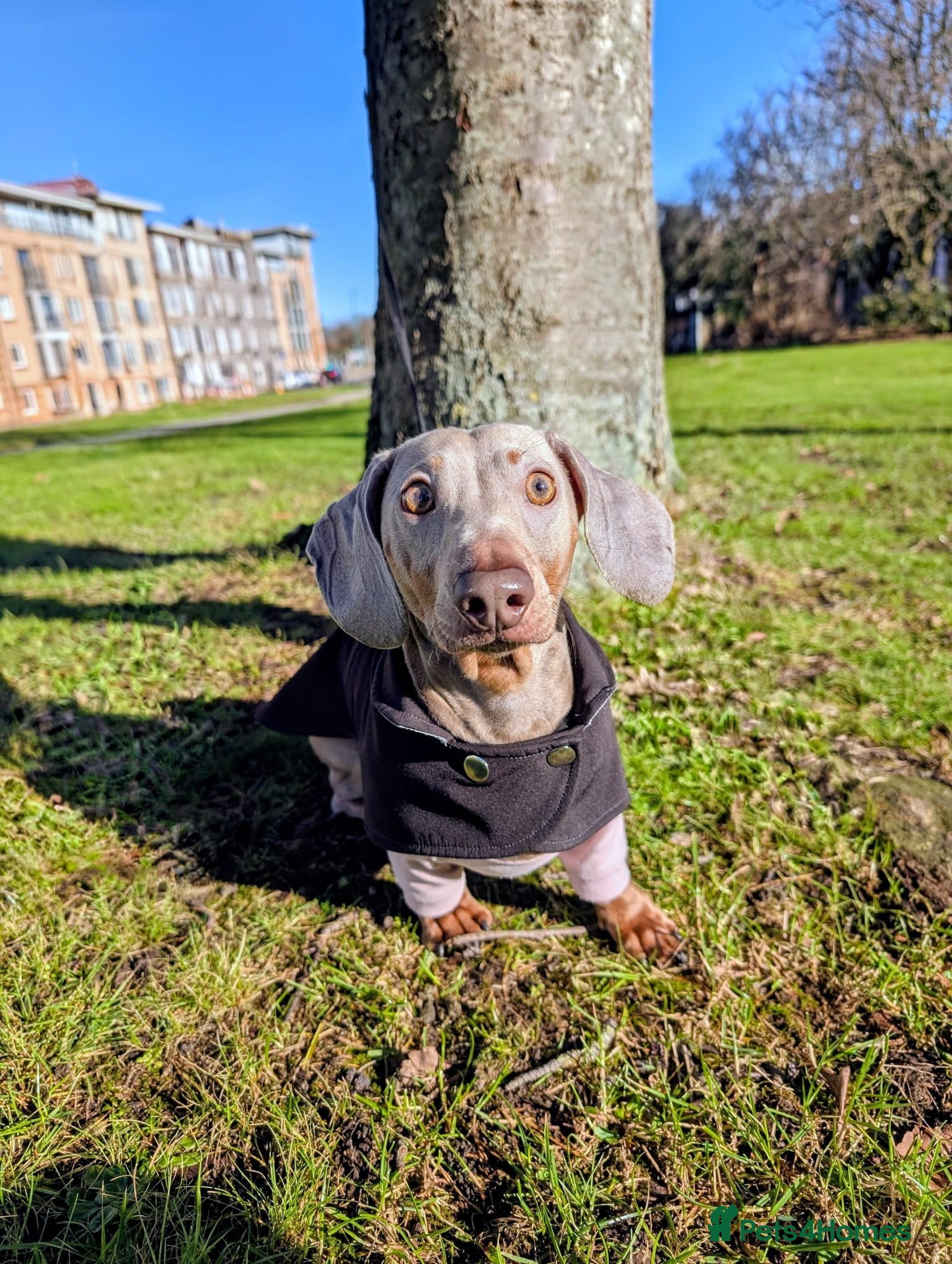 Miniature Dachshund dogs Stud dog available for studding - Advert 2