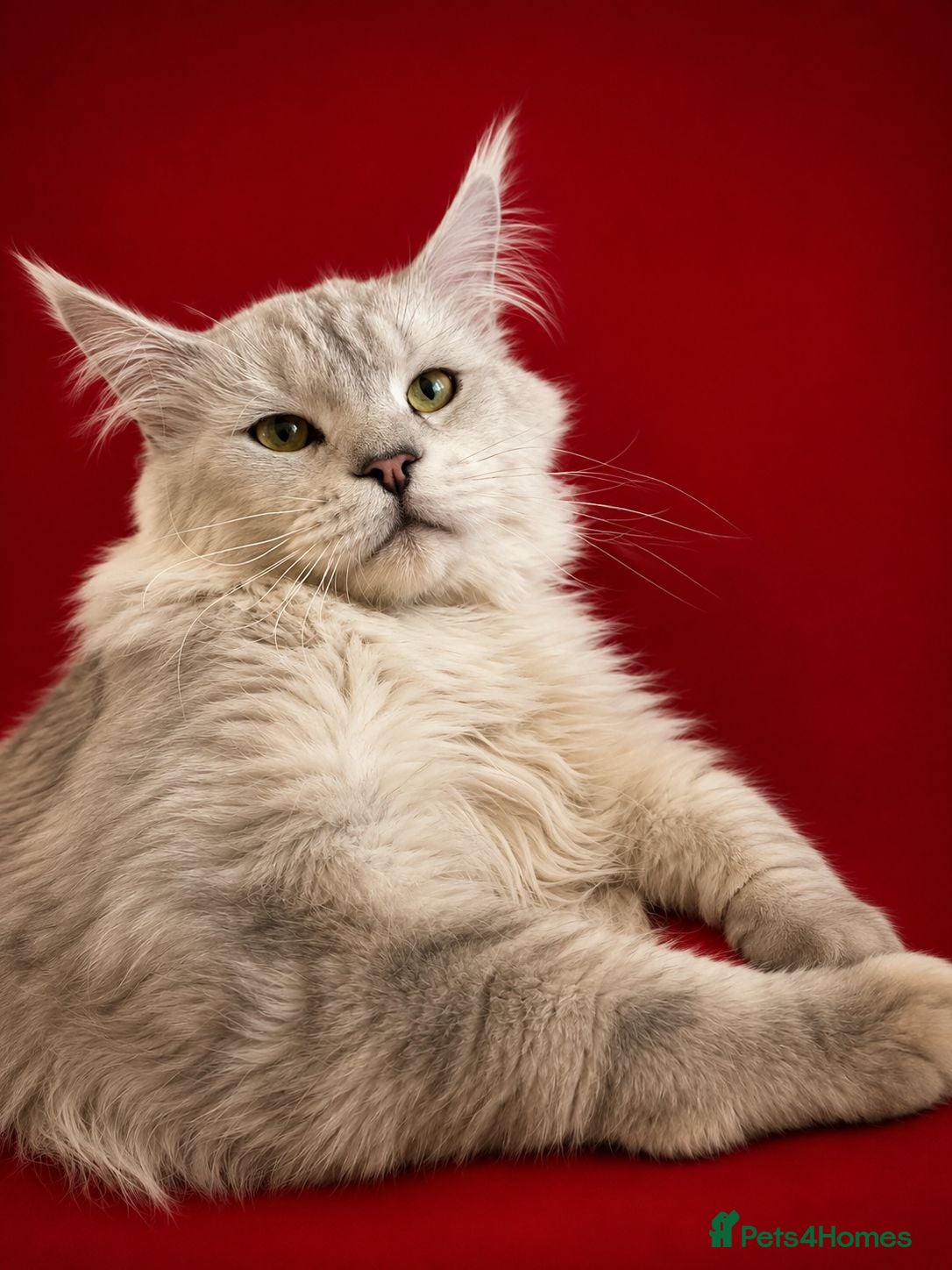 Maine Coon cats Russian Imported Pedigree Maine Coon Stud - Advert 2