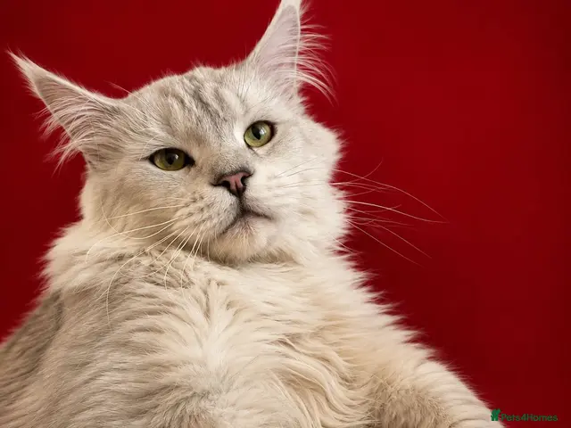 Maine Coon cats for stud: Russian Imported Pedigree Maine Coon Stud - Advert 2