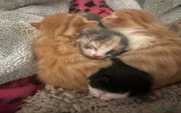 British Shorthair cats for sale: Kittens for loving homes  - Image 1