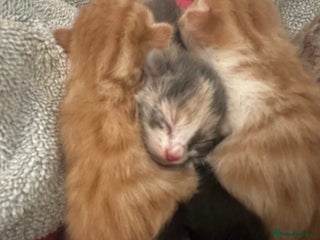 British Shorthair cats - Advert 36