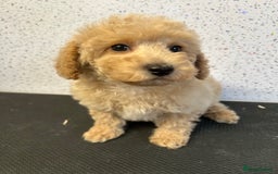 Toy Poodle dogs for sale: Stunning litter of toy poodle puppies  - Image 6