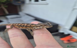 Bearded Dragon reptiles for sale: Bearded dragon babies available now  - Image 3