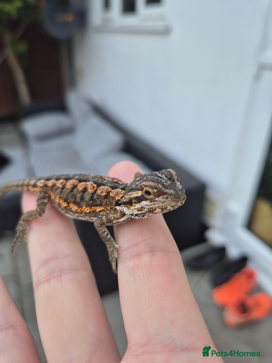 Bearded Dragon reptiles for sale: Bearded dragon babies available now  - Image 3