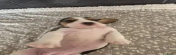 Beagle dogs for sale: Beautiful Beagle Puppies Looking For A Loving Home - Advert 12