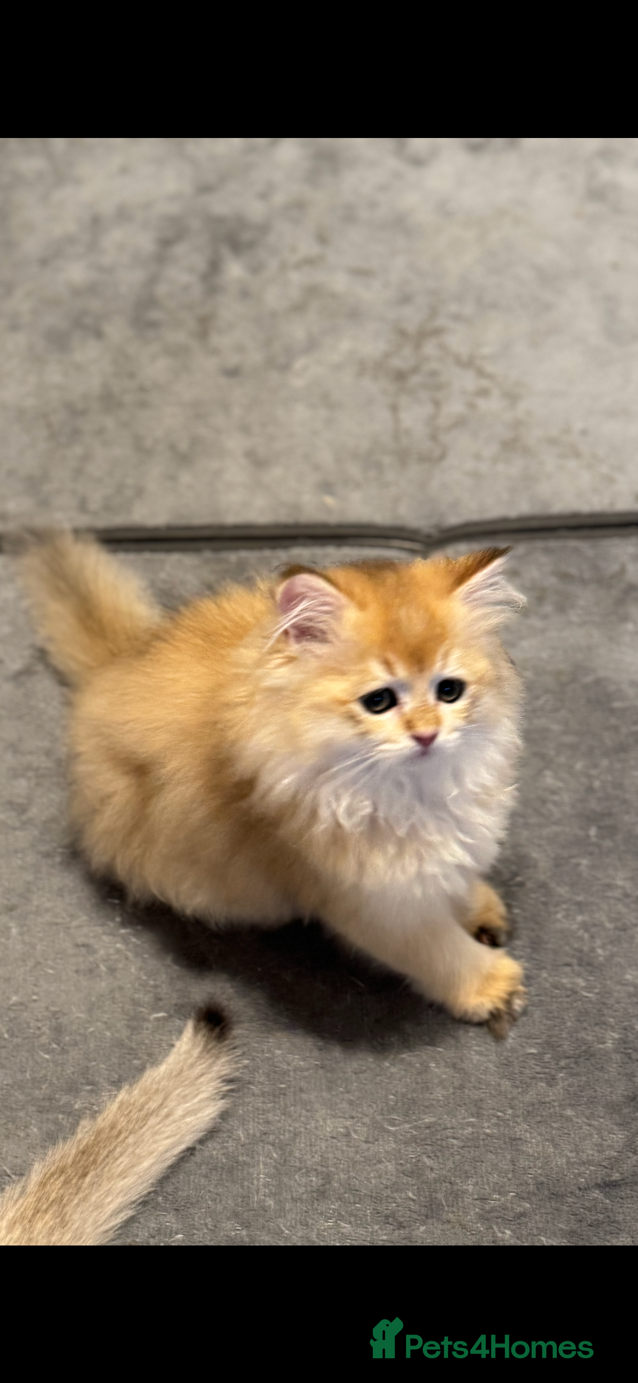 Scottish Fold cats Scottish Fold and Straight purebred kittens - Advert 10