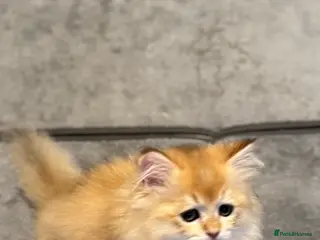 Scottish Fold cats Scottish Fold and Straight purebred kittens - Advert 10