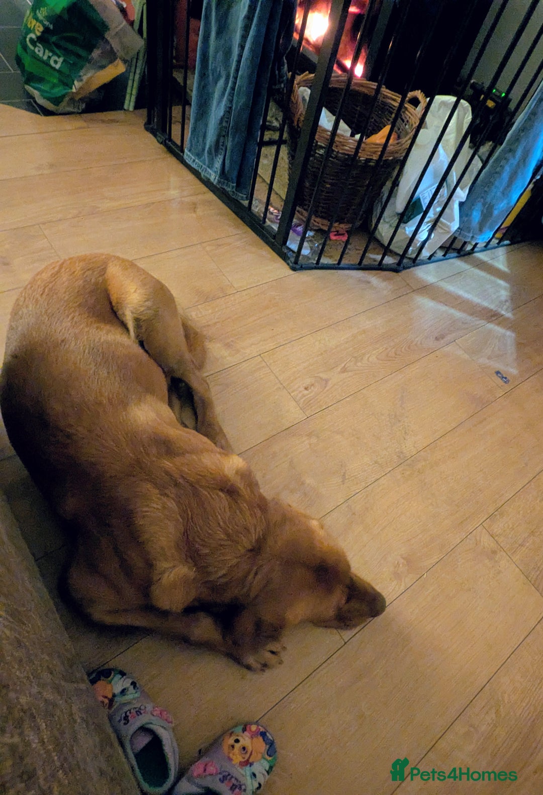 Labrador Retriever dogs for stud: PROVEN KC Fox Red Health Tested Labrador Stud Dog in Chippenham - Advert 5