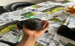 Mixed Breed dogs for sale: Cane corso x staff puppies  - Image 9
