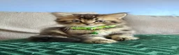 Scottish Fold cats for sale:  *2 Last boys left Pure Scottish Straight  - Advert 16