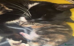 Domestic Shorthair cats for sale: British short hair kittens - Advert 11