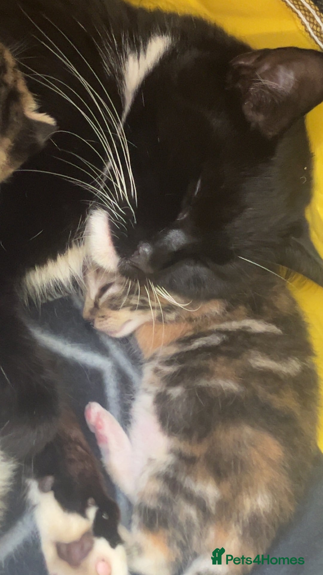 Domestic Shorthair cats for sale: British short hair kittens - Advert 11