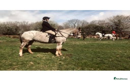 Appaloosa horses for sale: Perfect allrounder for sale - Image 7