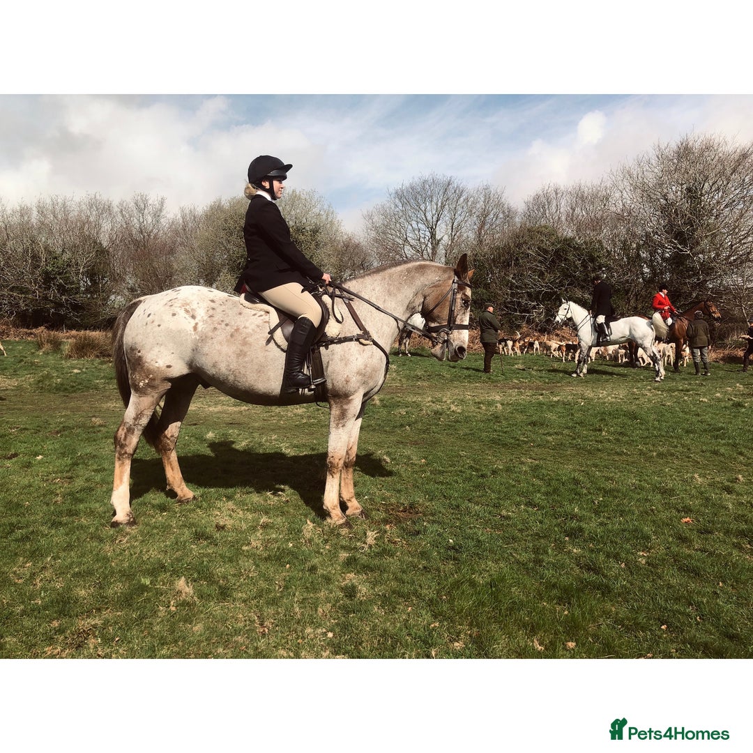 Appaloosa horses for sale: Perfect allrounder for sale - Image 7