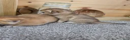 British Shorthair cats for sale: British Shorthair Golden Chinchilla Kittens - Advert 15