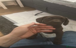 Cockerdor dogs for sale: Cockerdor Puppy  - Image 3