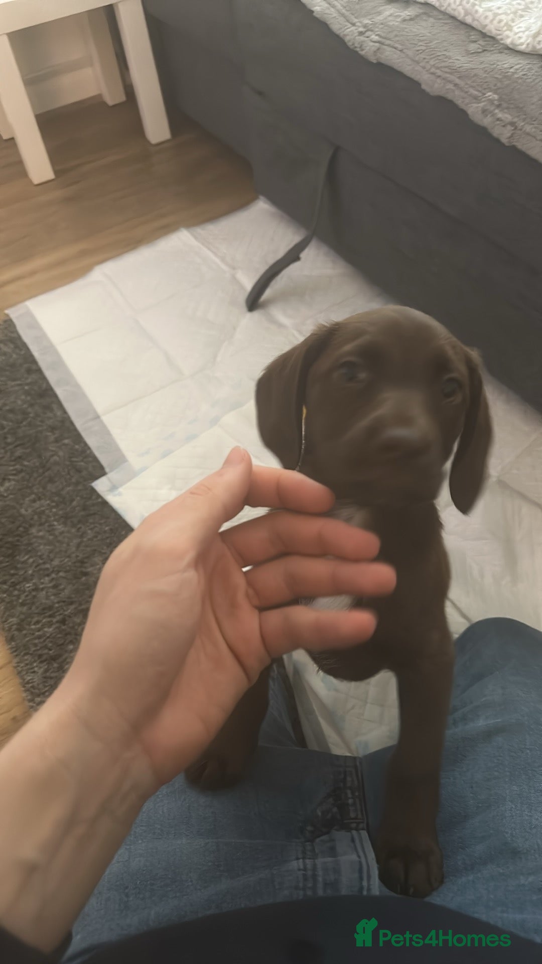 Cockerdor dogs for sale: Cockerdor Puppy  - Image 3