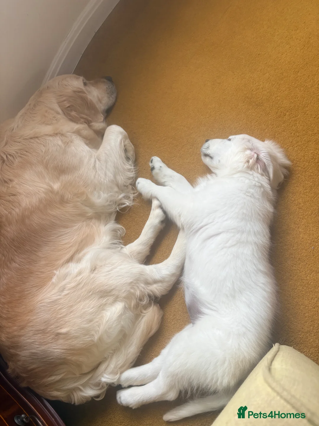 Golden Retriever dogs for sale: Cream Golden retriever  - Advert 5
