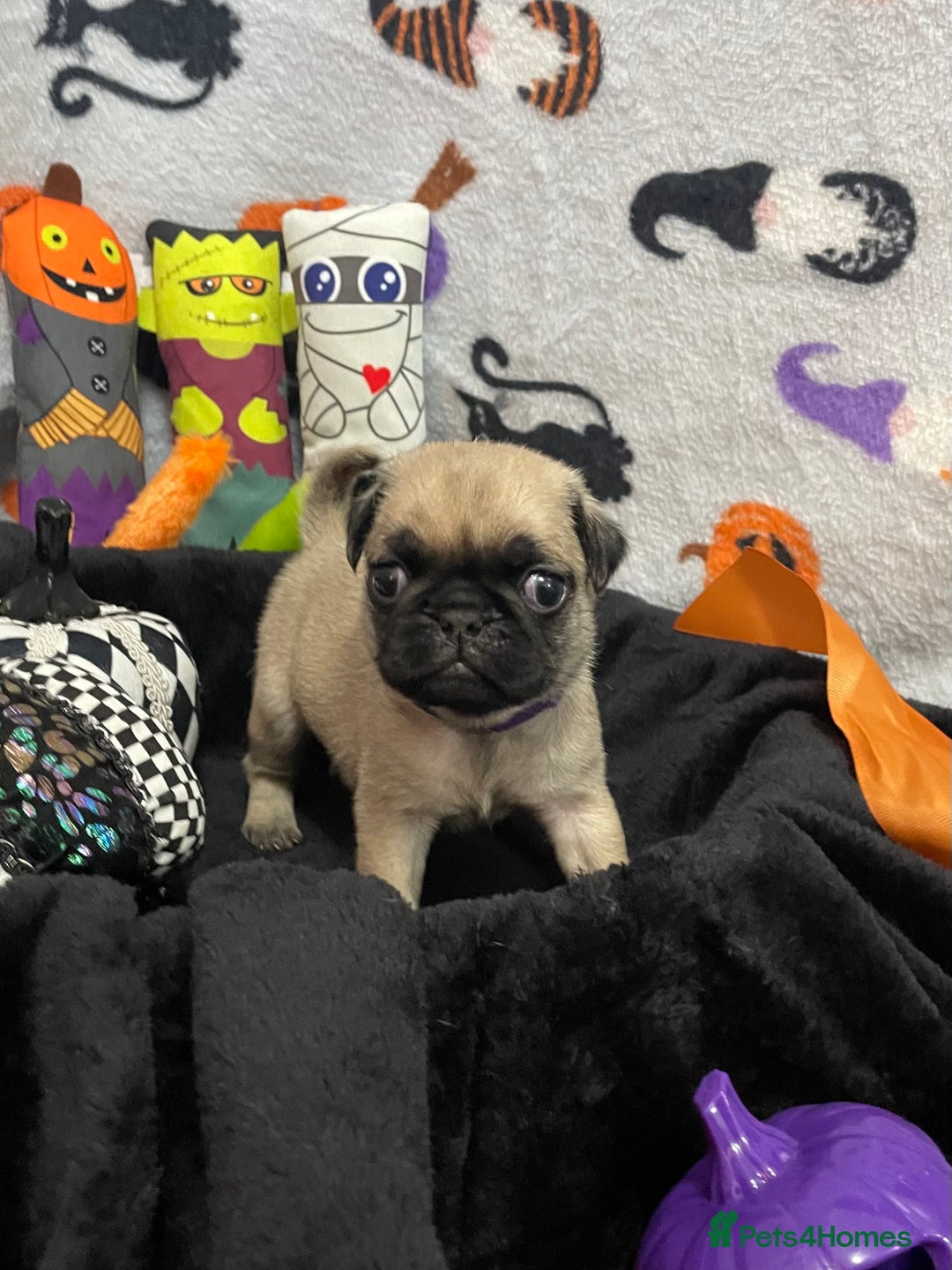 Pug dogs for sale: Pretty Female Pug Puppies x2 HEALTHY & HAPPY  - Image 7