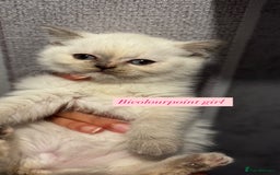 British Shorthair cats for sale: Colourpoint/tortie British shorthair kittens  - Advert 4