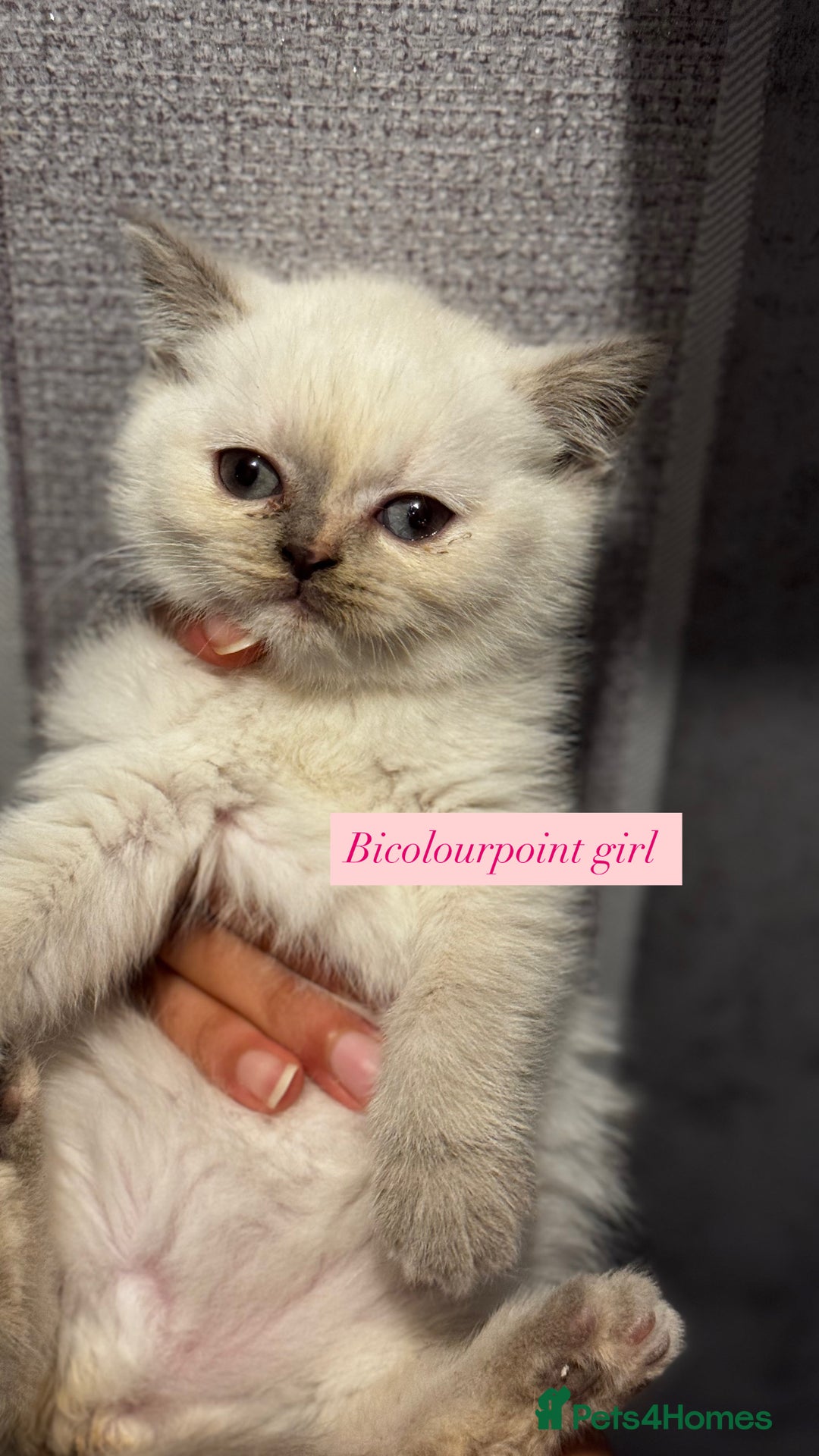 British Shorthair cats for sale: Colourpoint/tortie British shorthair kittens  - Advert 4