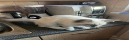 Ragdoll cats for sale: GCCF Registered Kittens - Advert 14