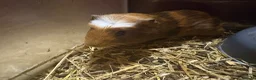 Guinea Pig rodents for sale: Mixed boys and girls  - Advert 2