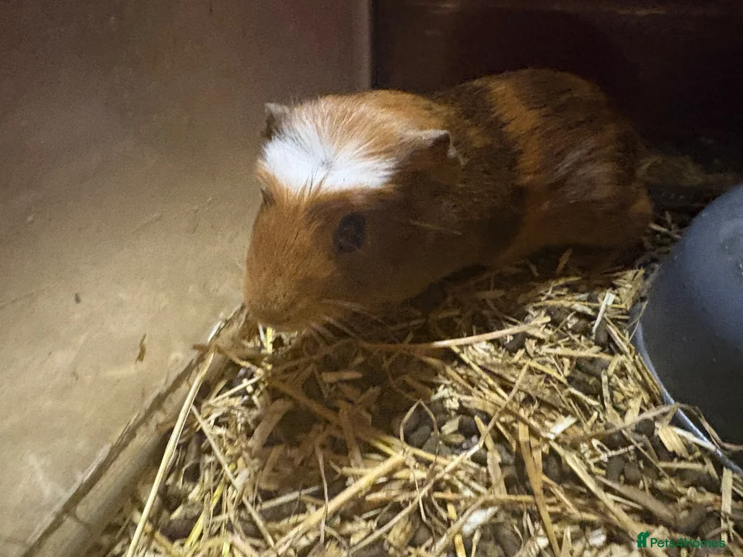 Guinea Pig rodents for sale: Mixed boys and girls  - Advert 2