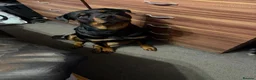 Rottweiler dogs for sale: Rottweiler puppy’s  in Birmingham - Advert 1