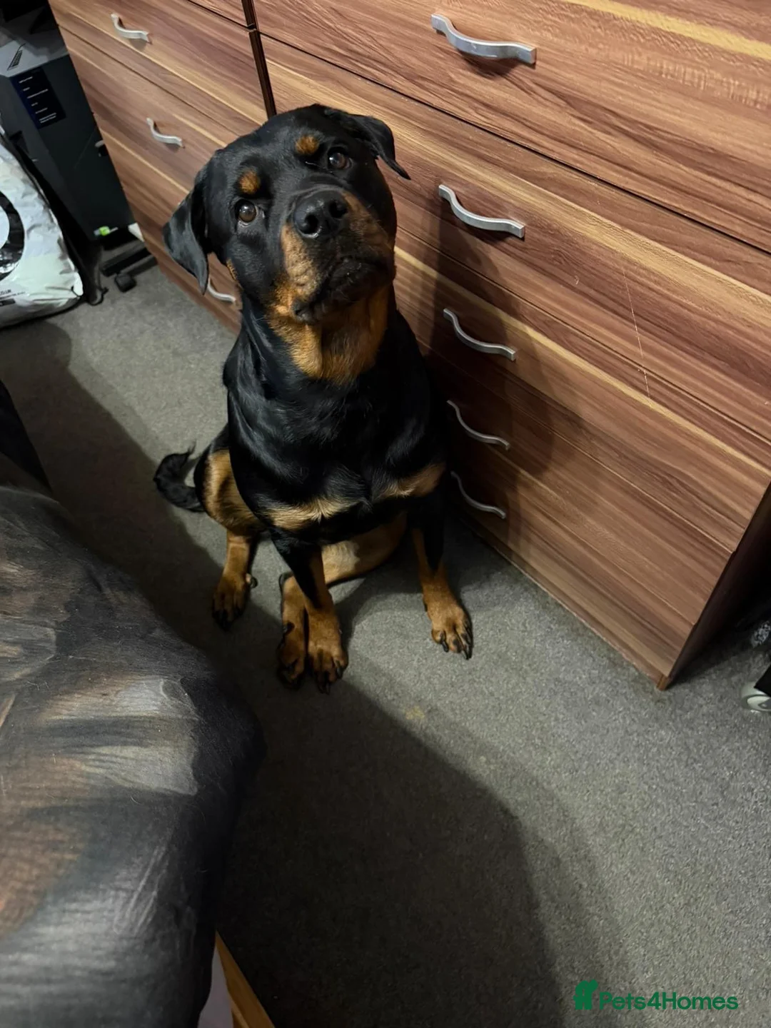 Rottweiler dogs for sale: Rottweiler puppy’s  in Birmingham - Advert 1