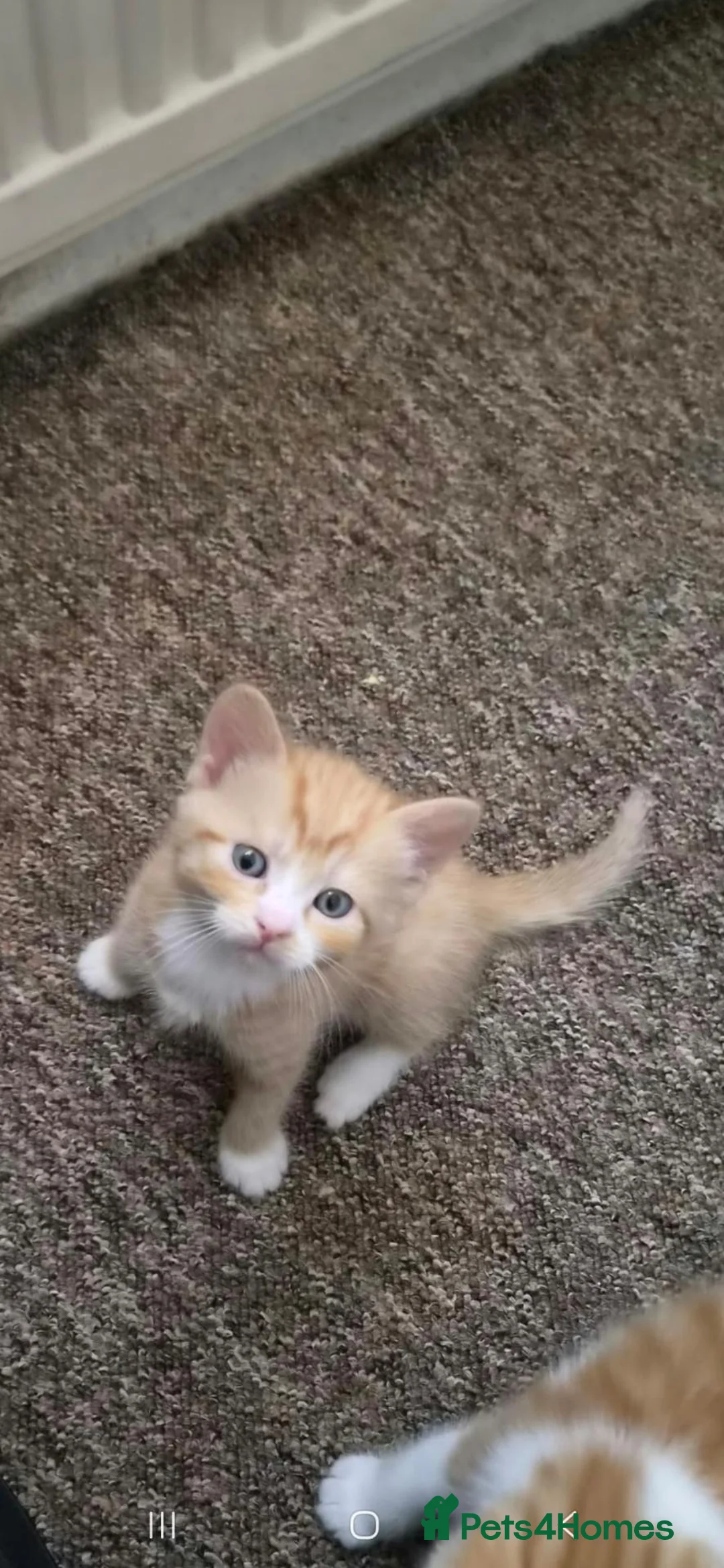 Mixed Breed cats for sale: Lovely kittens in London - Advert 2