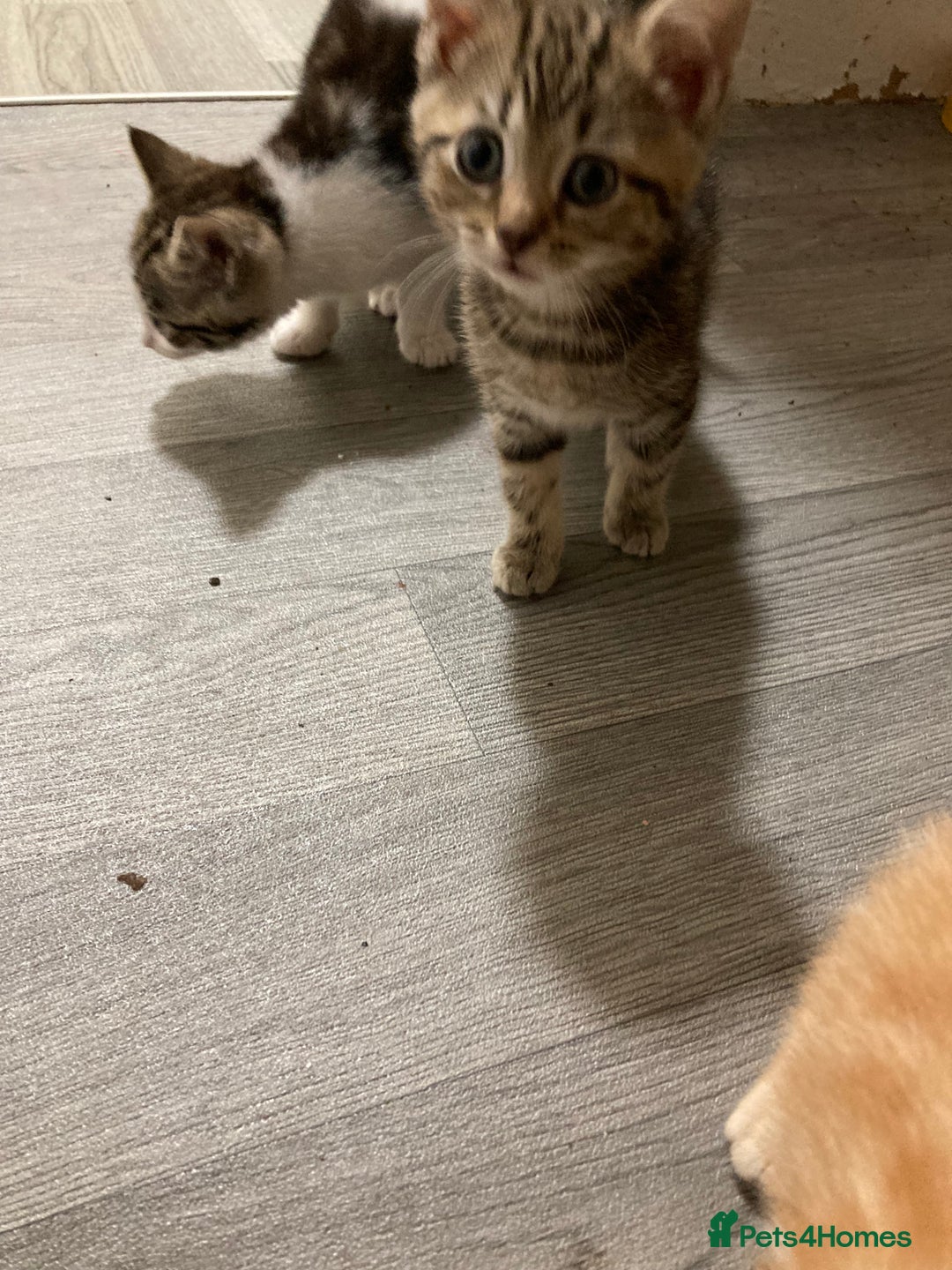 Mixed Breed cats for sale: 4 kittens - Advert 6