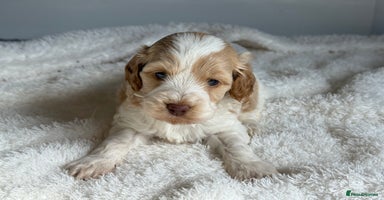 Cockapoo dogs - Advert 3